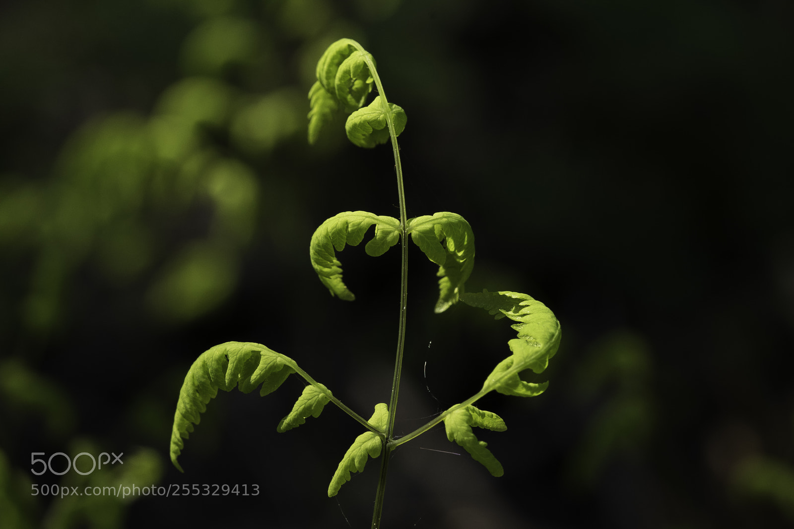 Nikon D5300 sample photo. Plant o photography