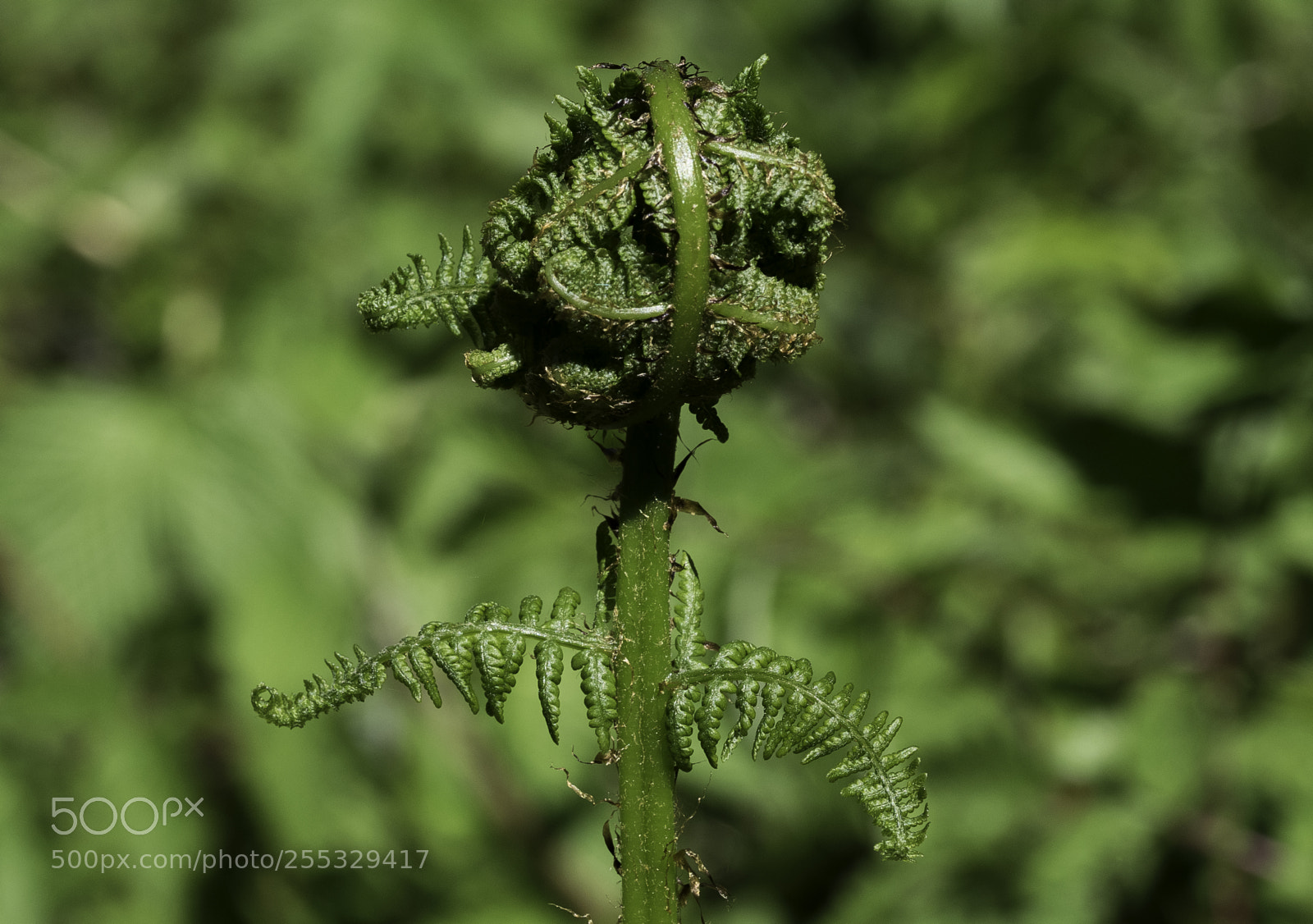 Nikon D5300 sample photo. Plant o photography