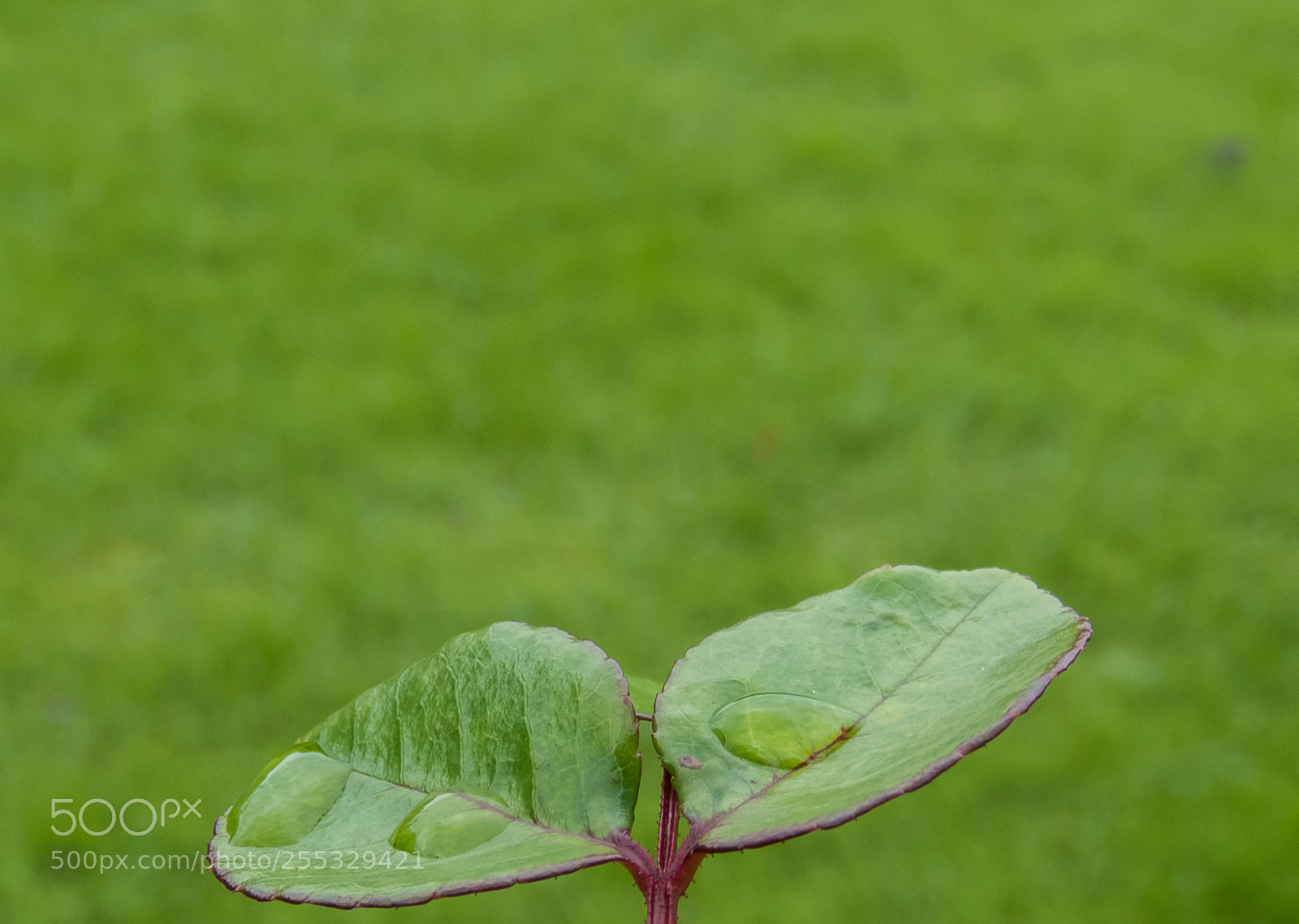 Canon PowerShot SX60 HS sample photo. Plant o photography