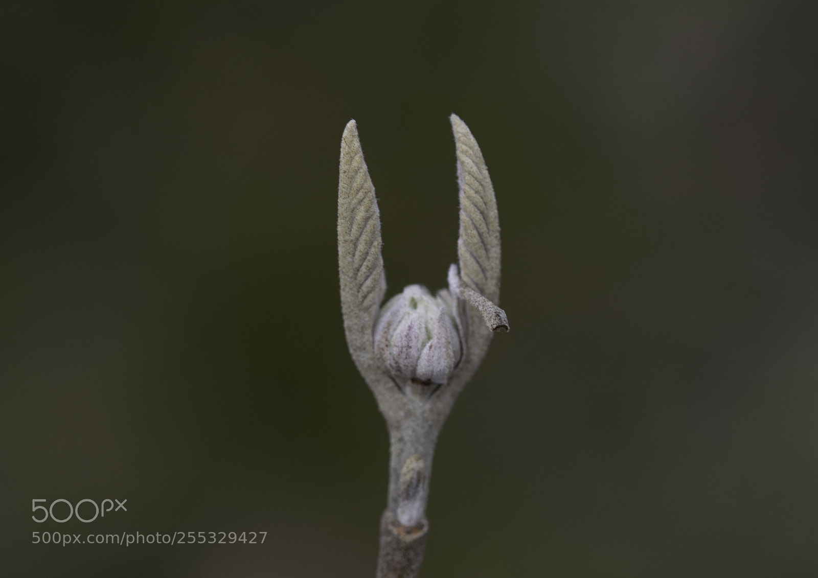 Nikon D5300 sample photo. Plant o photography