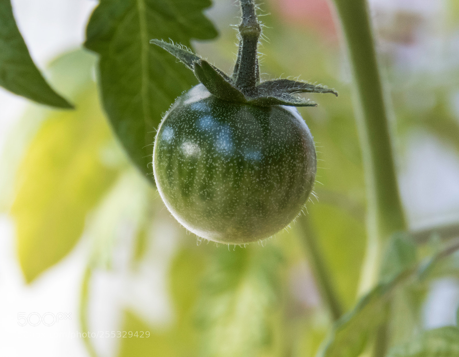 Canon PowerShot SX60 HS sample photo. Tomato o photography