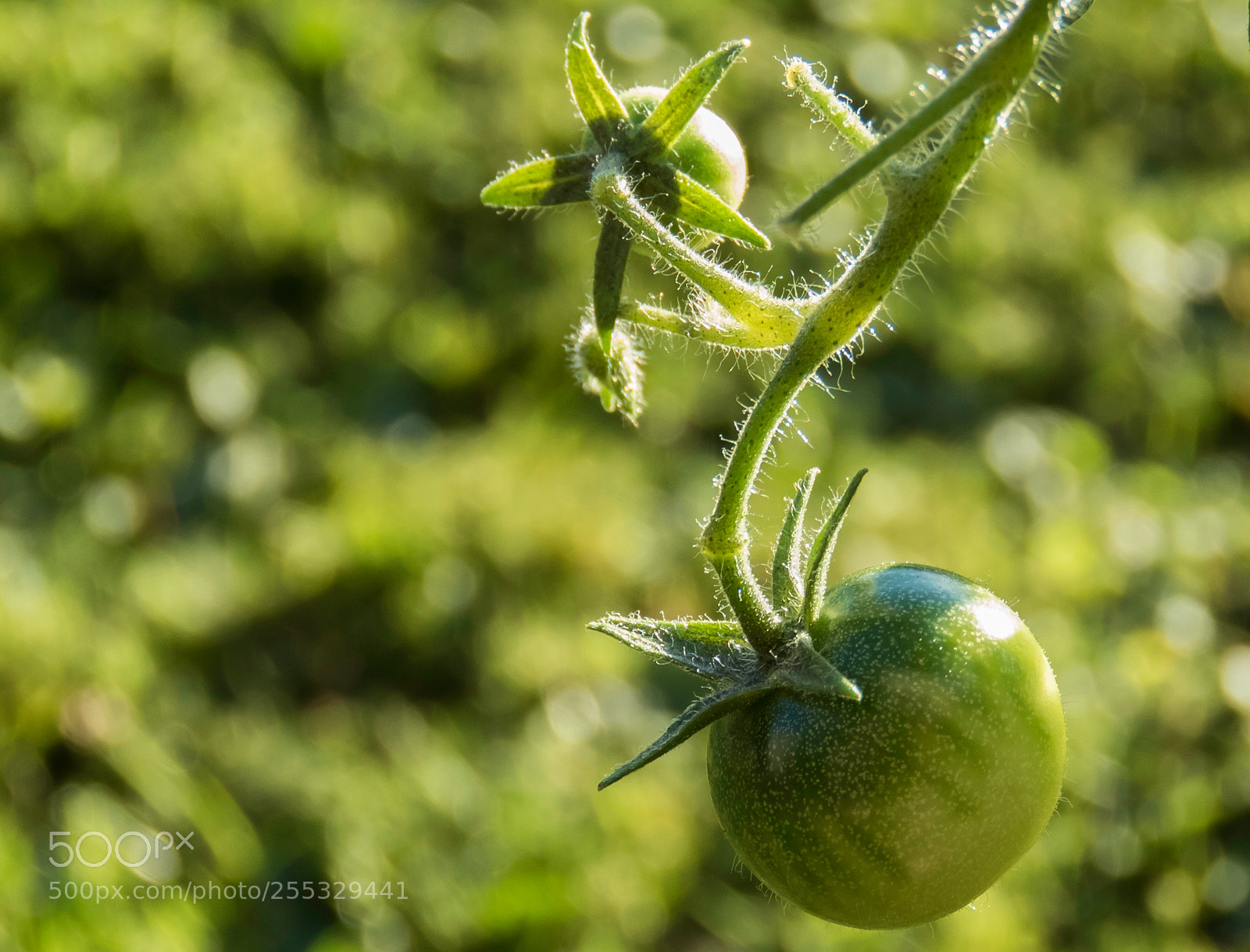 Canon PowerShot SX60 HS sample photo. Tomato o photography