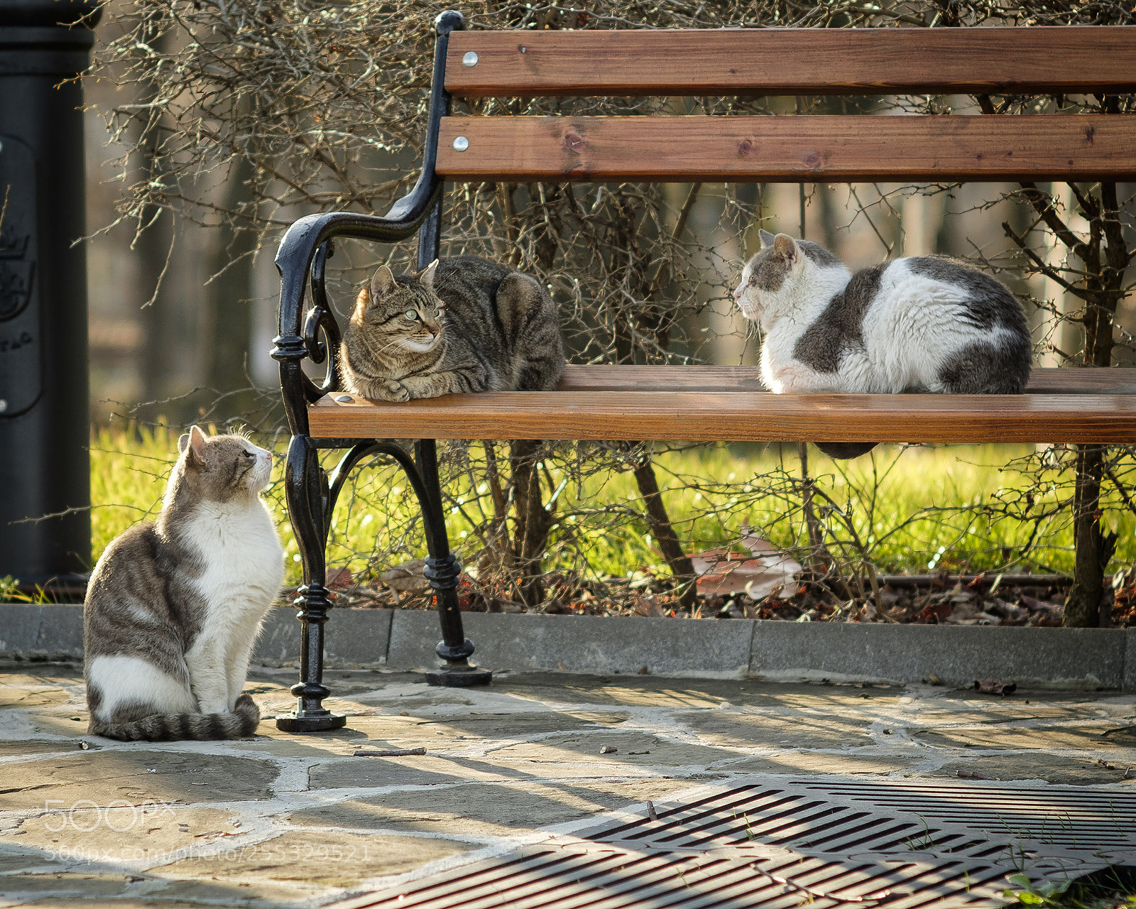 Fujifilm X-T10 sample photo. Cat bench photography
