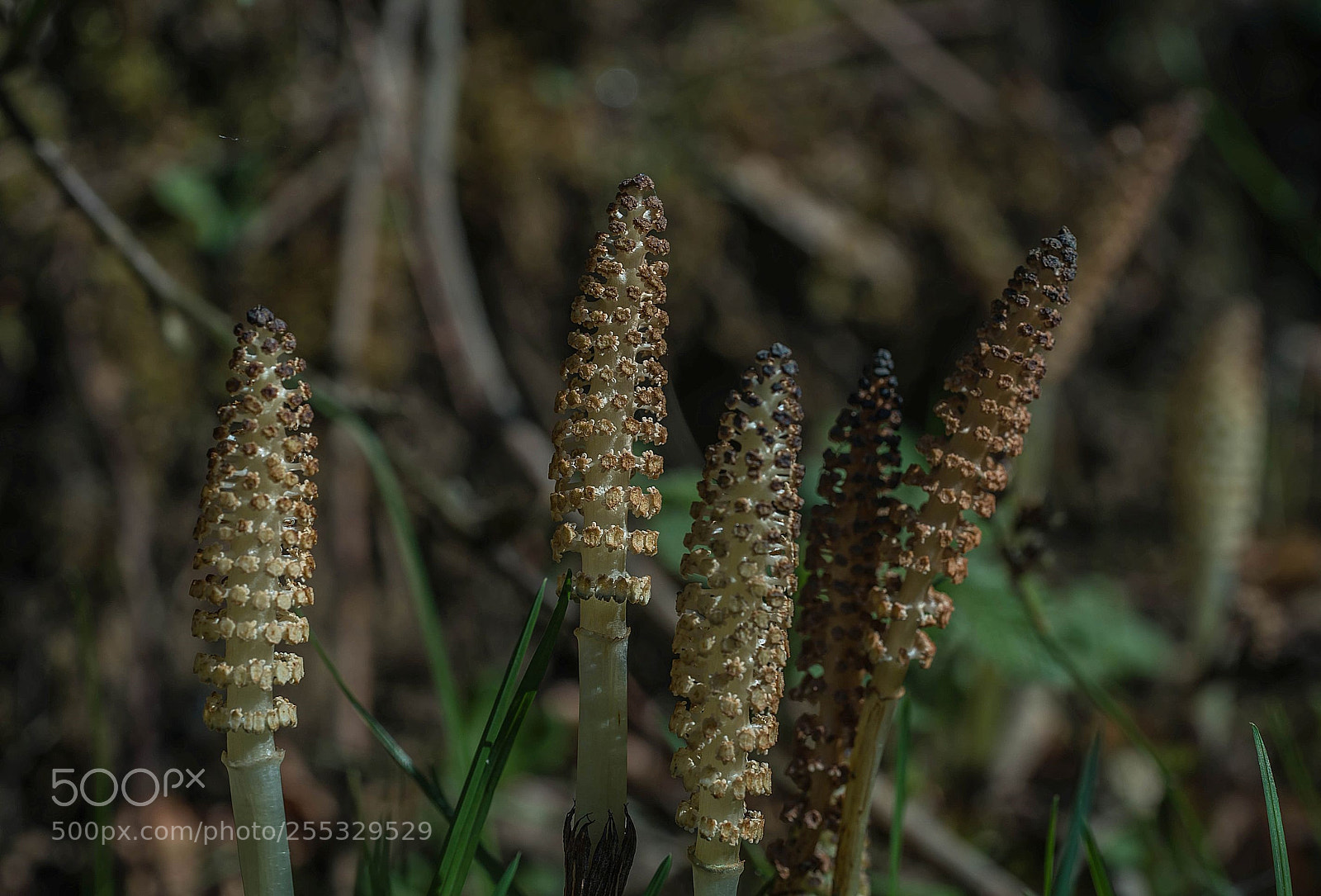 Sony a7R II sample photo. Equisetum arvense photography