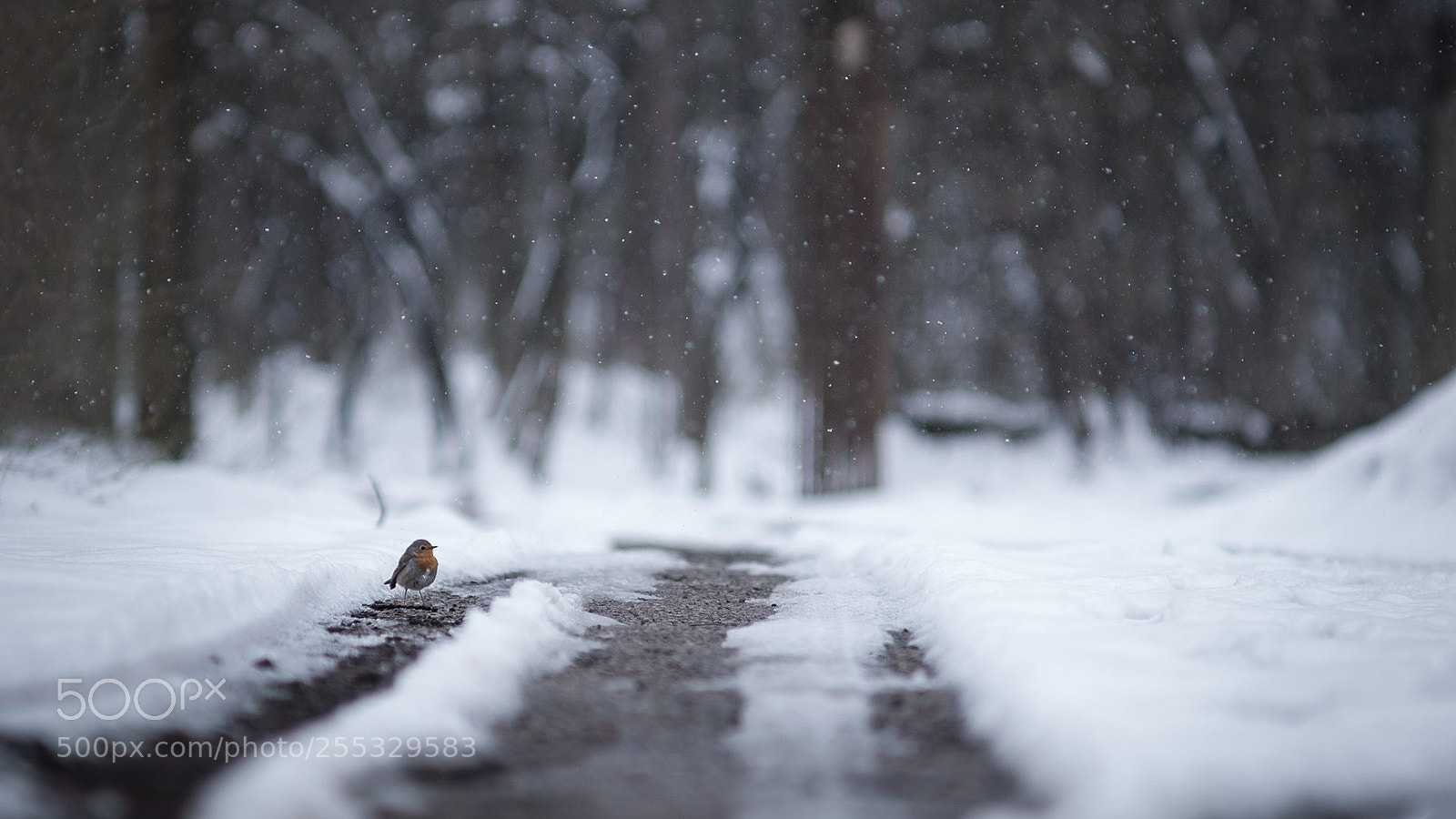 Fujifilm X-T10 sample photo. Hey there photography