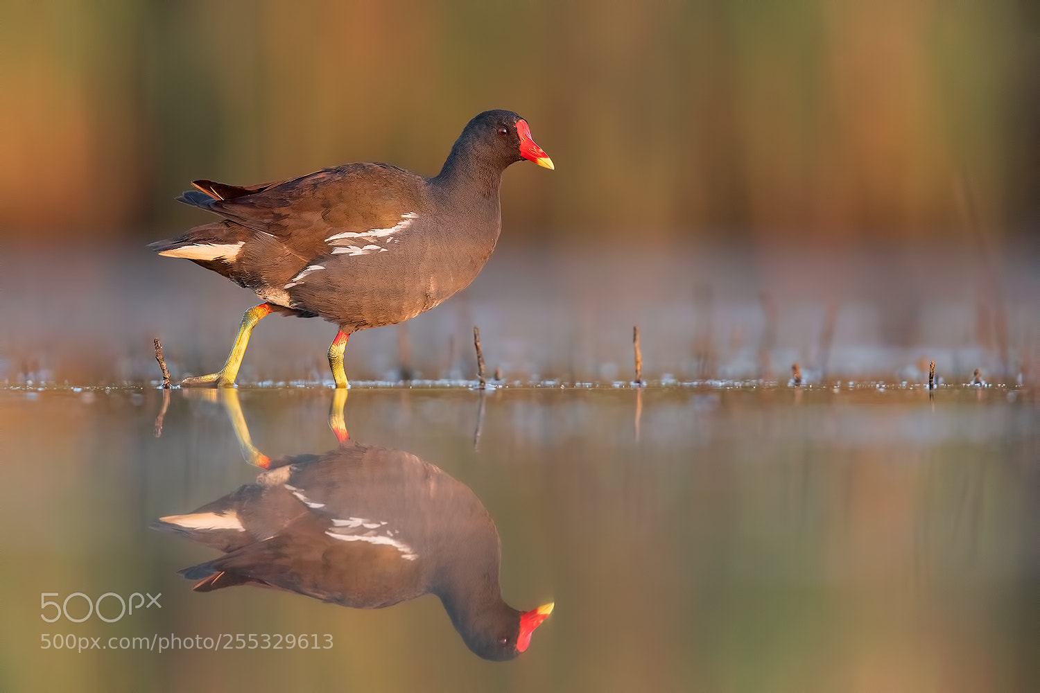 Canon EOS 5D Mark IV sample photo. Common moorhen - gallinella photography