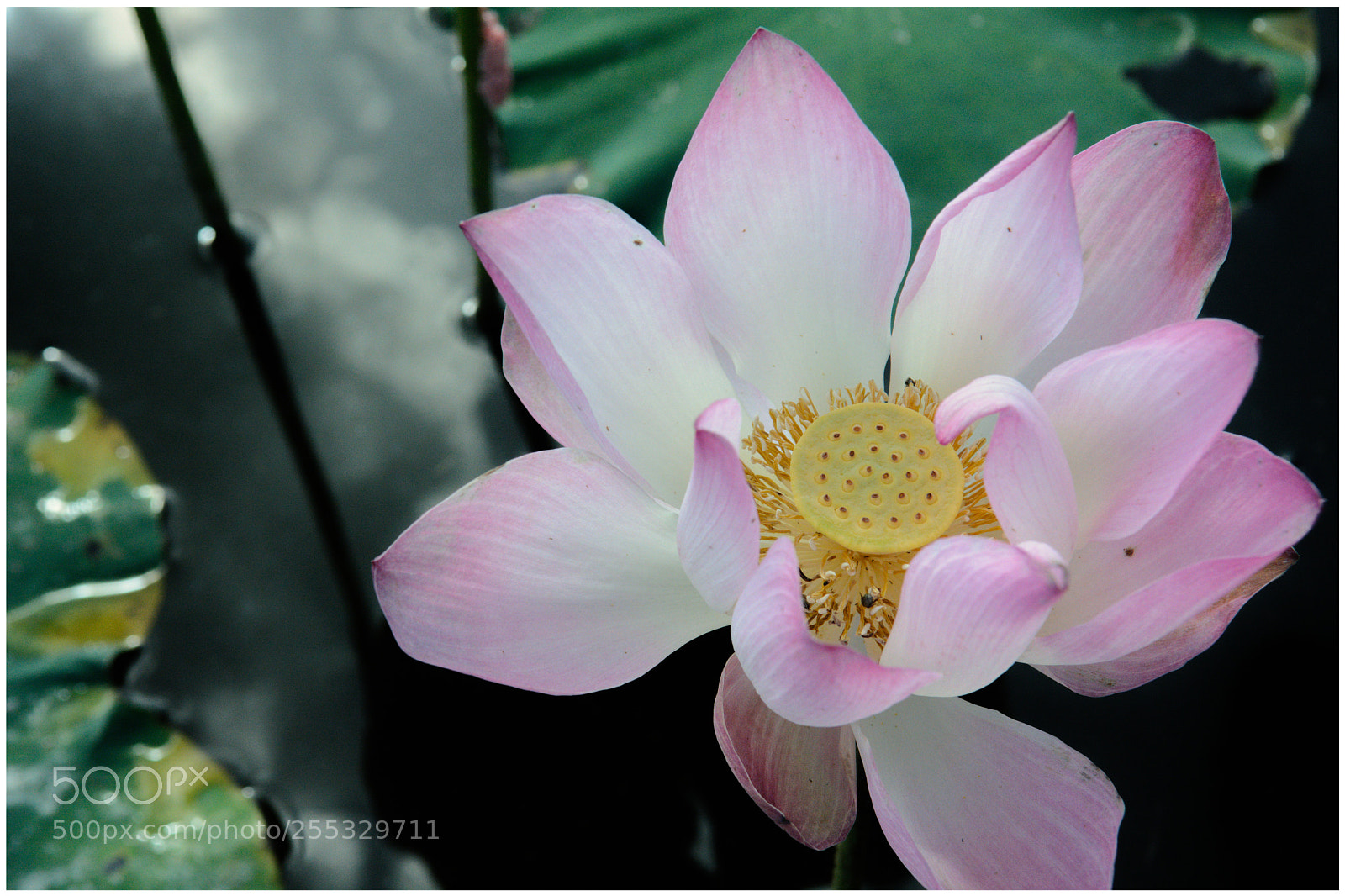 Nikon D7100 sample photo. Lotus flower photography