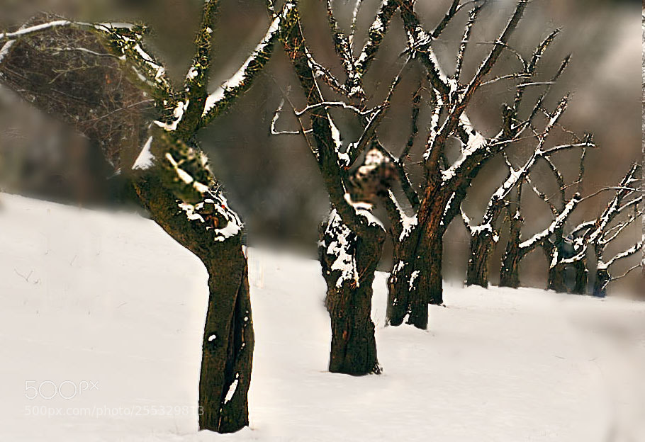 Nikon D700 sample photo. Xlll photography
