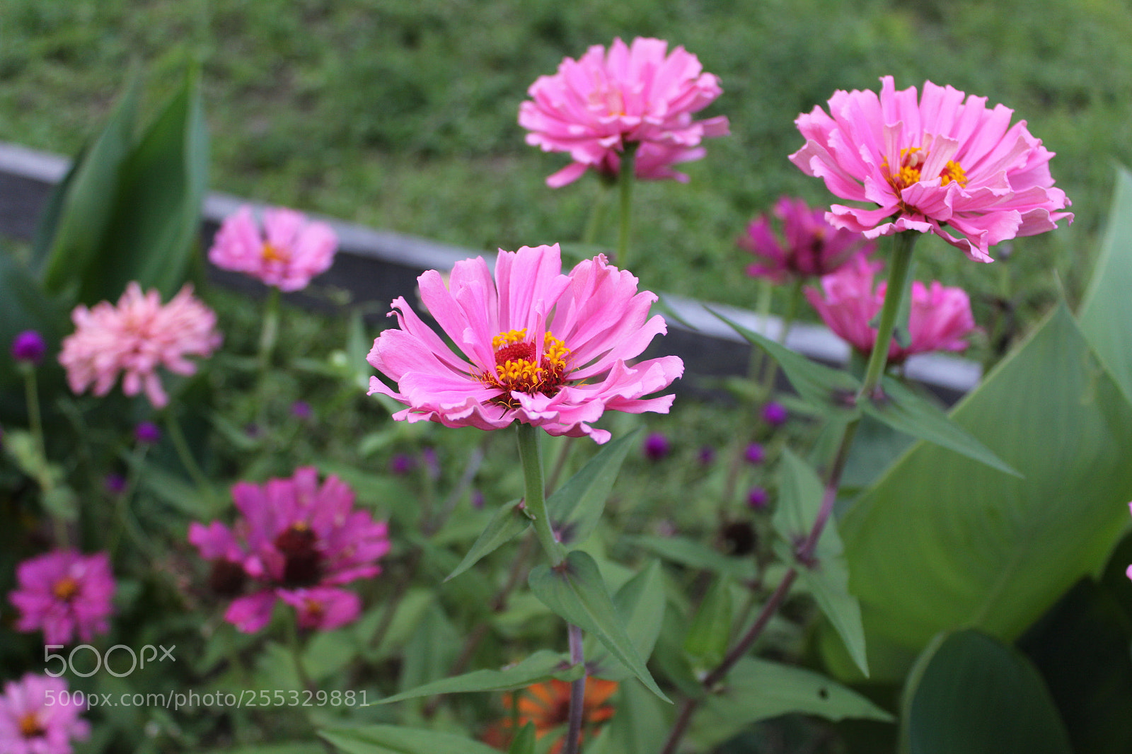 Canon EOS 1300D (EOS Rebel T6 / EOS Kiss X80) sample photo. Img photography