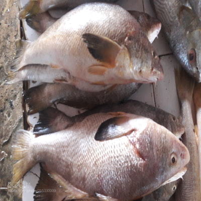 Samsung Galaxy J7 sample photo. Fishy fish view(1) photography