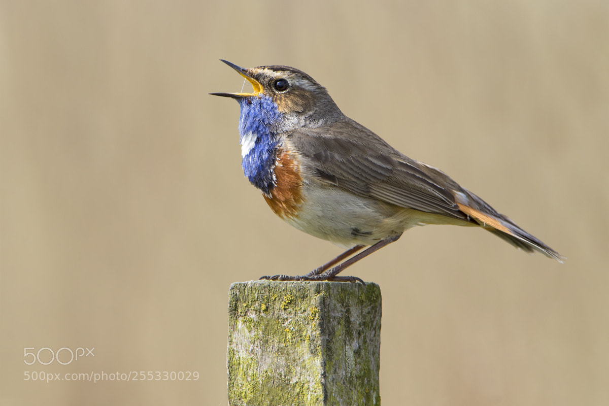 Canon EOS 7D Mark II sample photo. Bluethroat photography