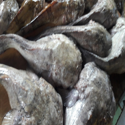 Samsung Galaxy J7 sample photo. Fishy fish views(5) photography