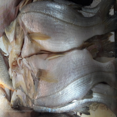 Samsung Galaxy J7 sample photo. Fishy fish views(6) photography