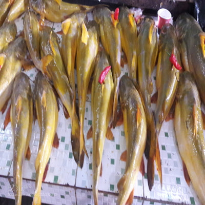 Samsung Galaxy J7 sample photo. Fishy fish views(8) photography