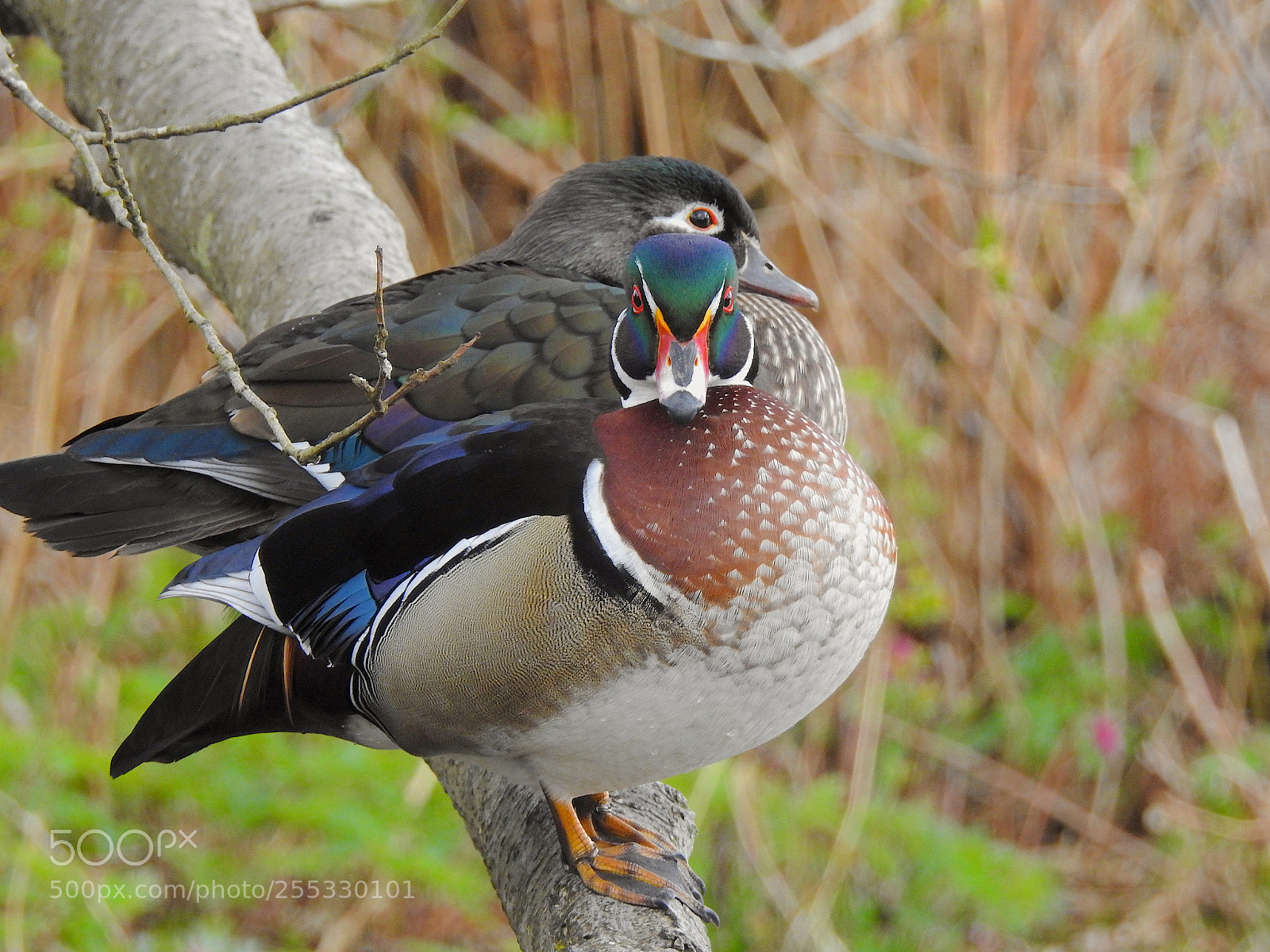 Nikon Coolpix P900 sample photo. Wood duck photography