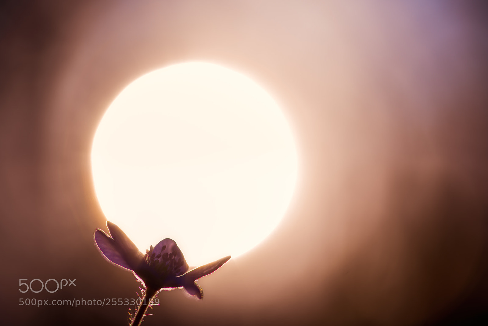Sony a7R II sample photo. Light photography
