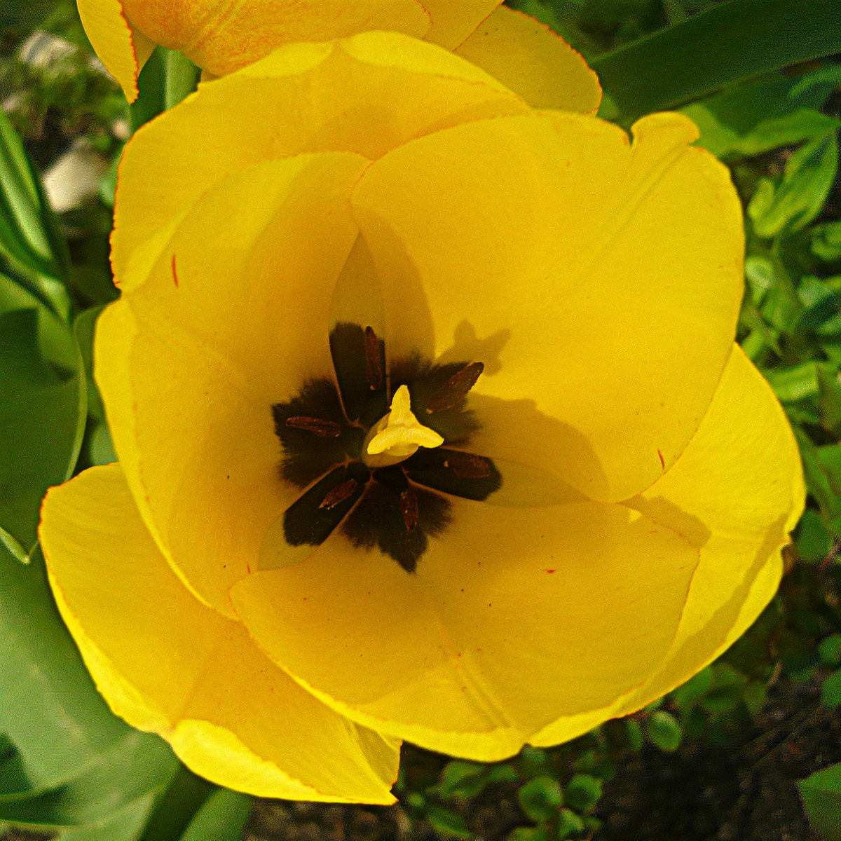 Panasonic Lumix DMC-LS80 sample photo. Yellow photography