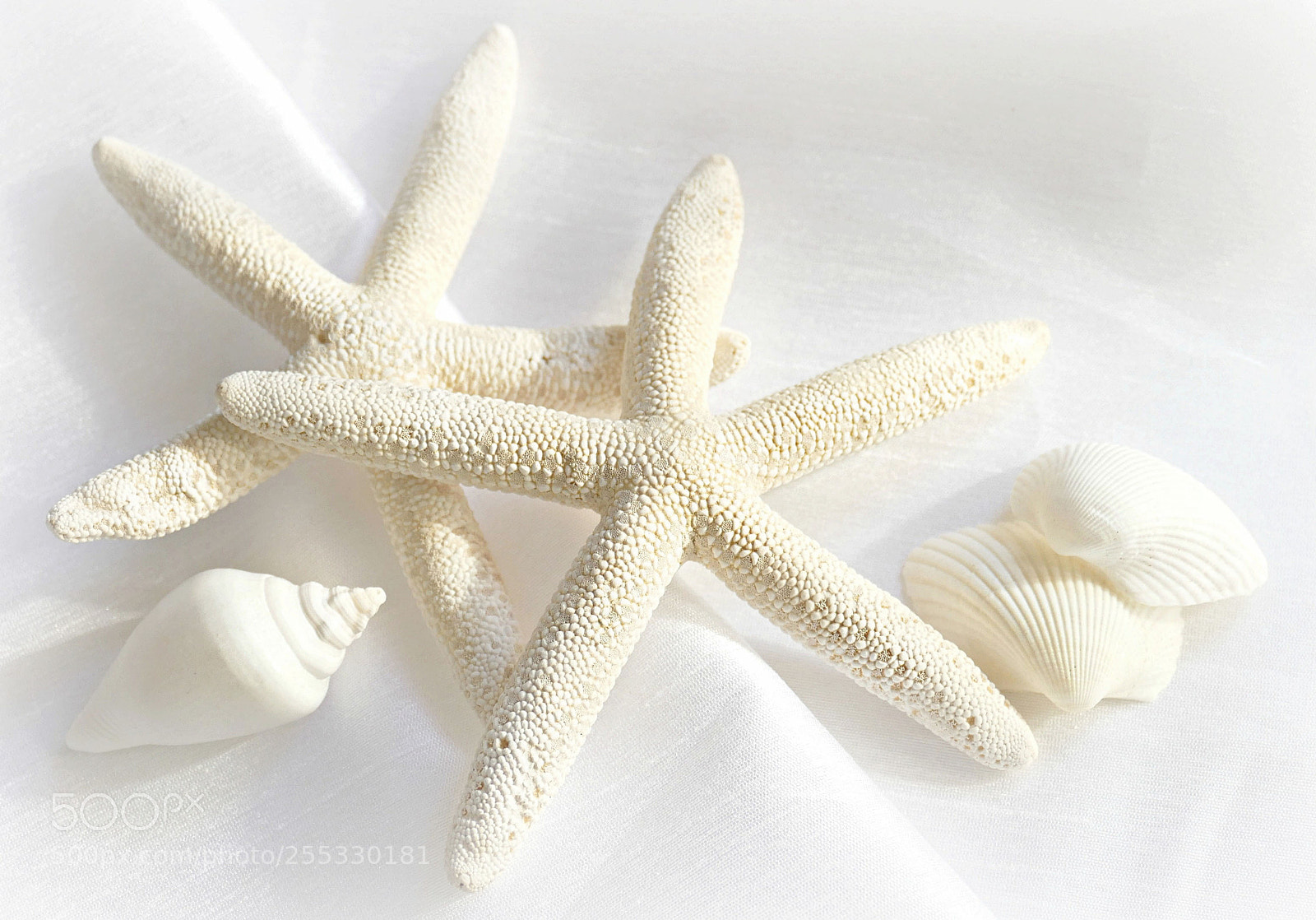 Panasonic Lumix DMC-FZ1000 sample photo. The starfish story photography