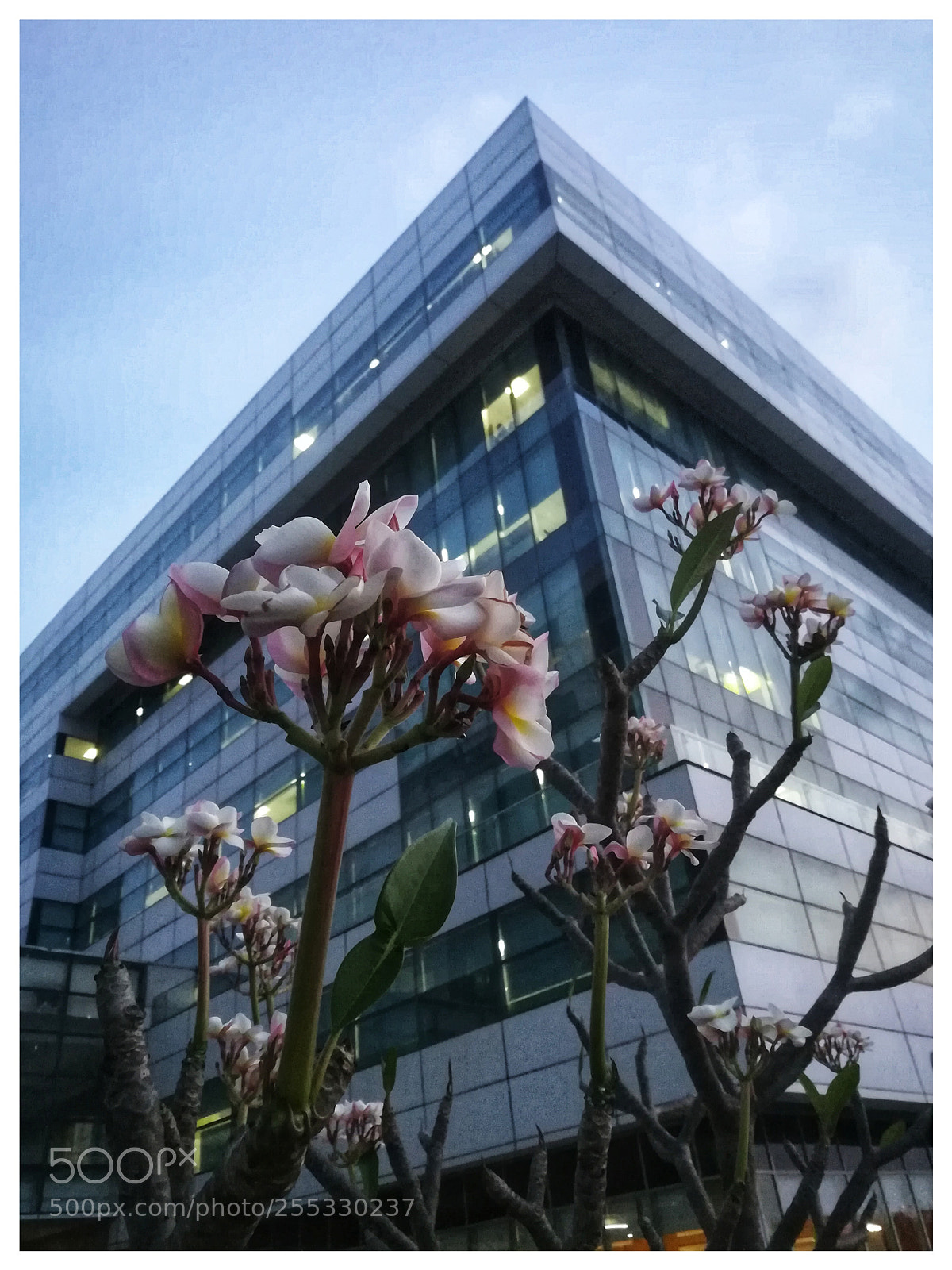 HUAWEI honor 6x sample photo. Nature with urban photography