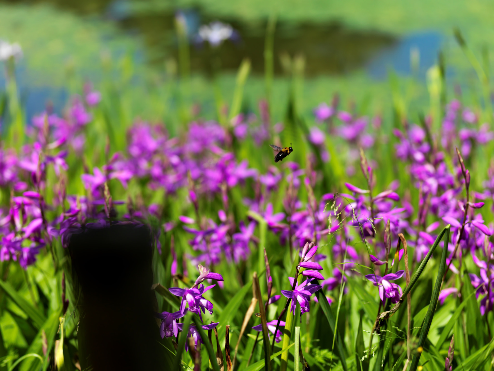 Hasselblad H3D-39 sample photo. Bee & flowers photography