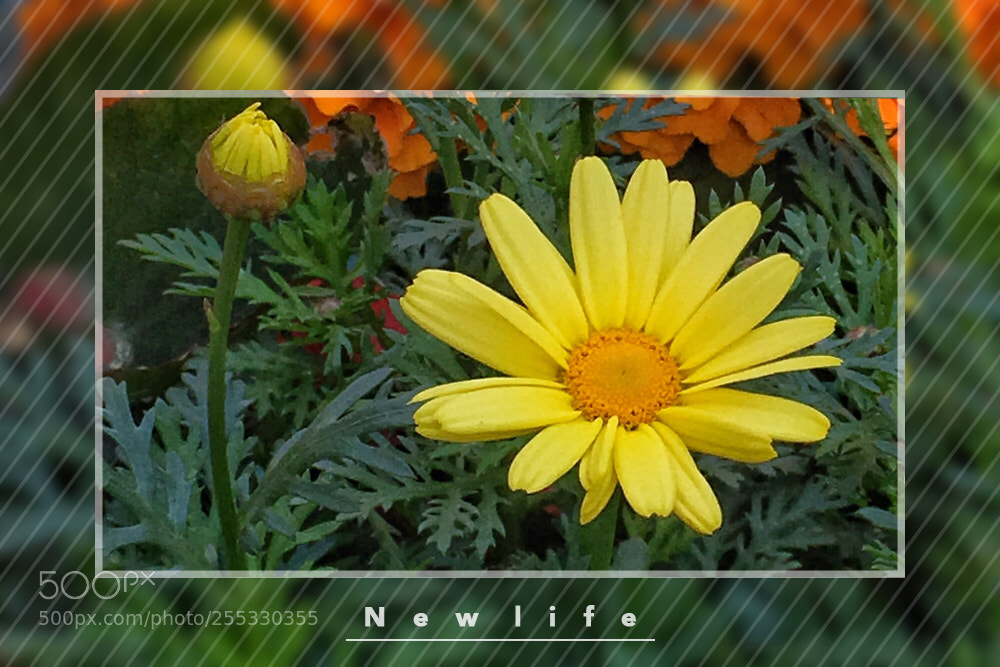 Apple iPhone 6s Plus sample photo. Cell phone - chrysanthemum photography