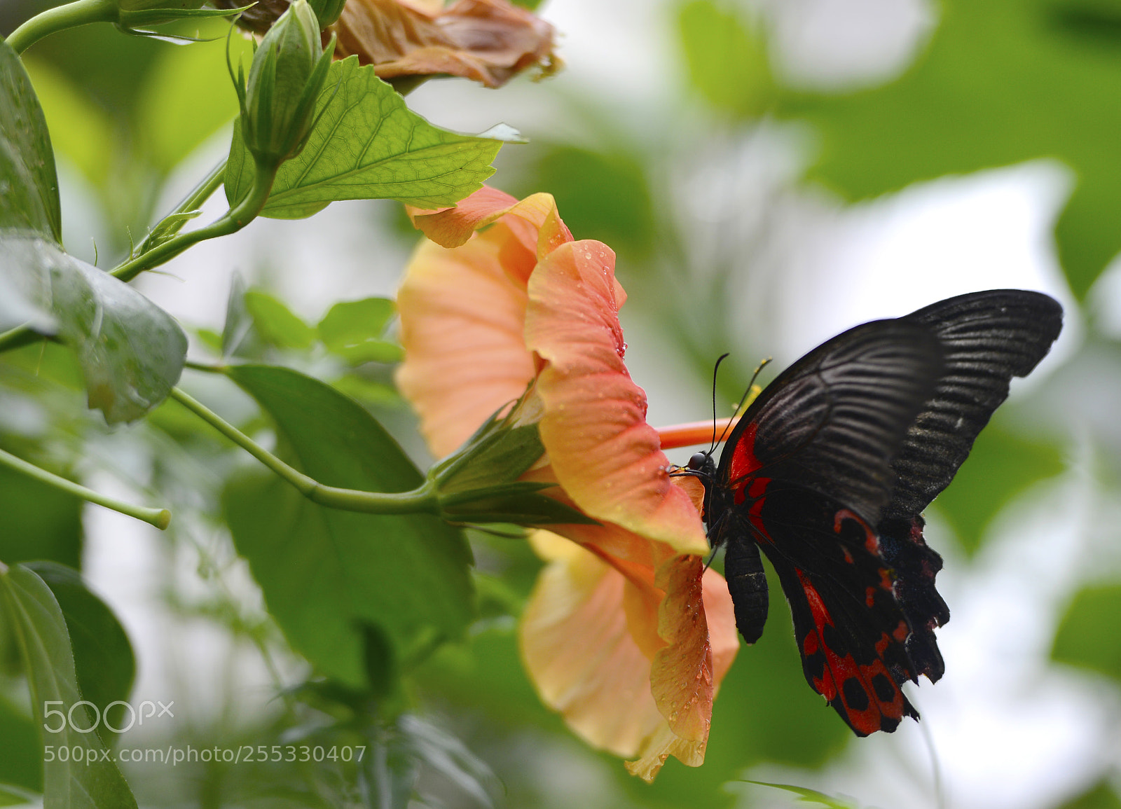 Nikon D800 sample photo. 2nd edits photography