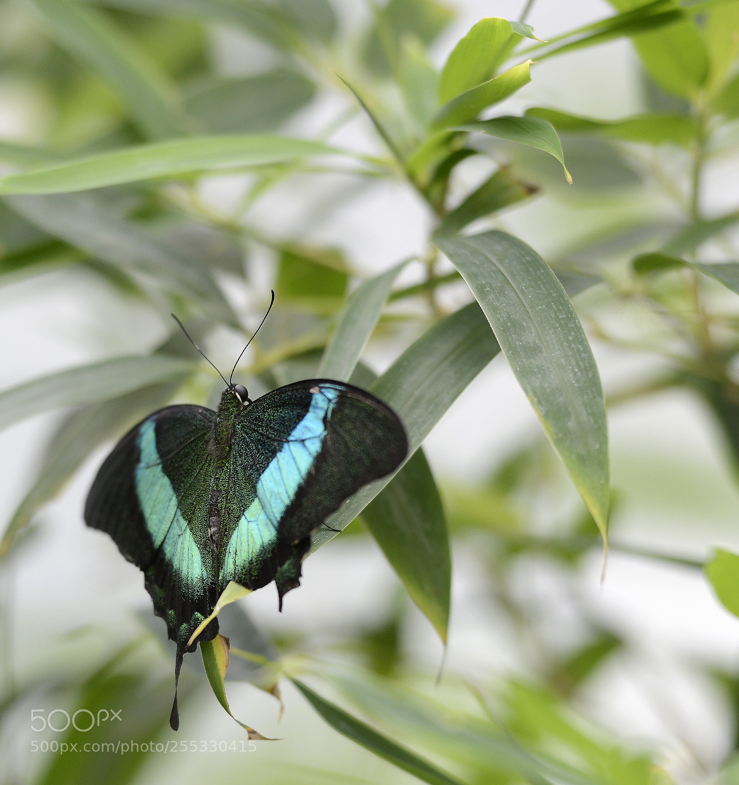 Nikon D800 sample photo. 2nd edits photography