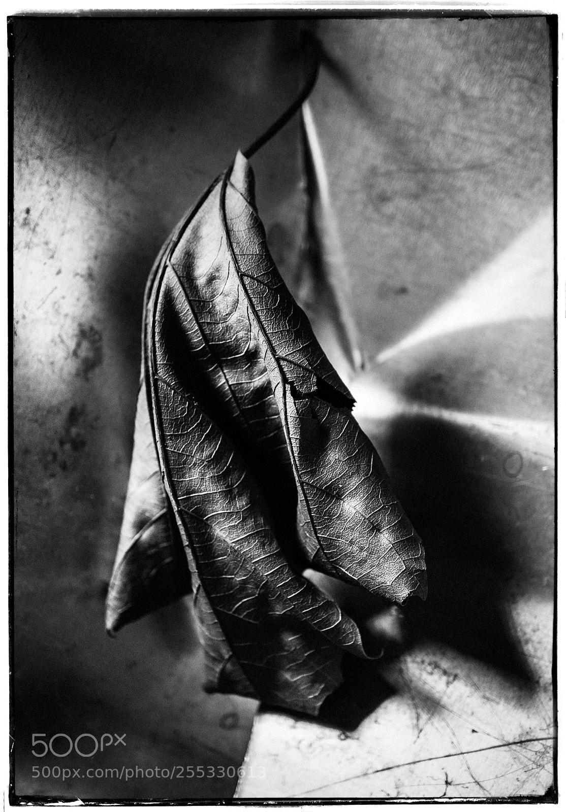 Sony a7 sample photo. Leaf abstraction photography