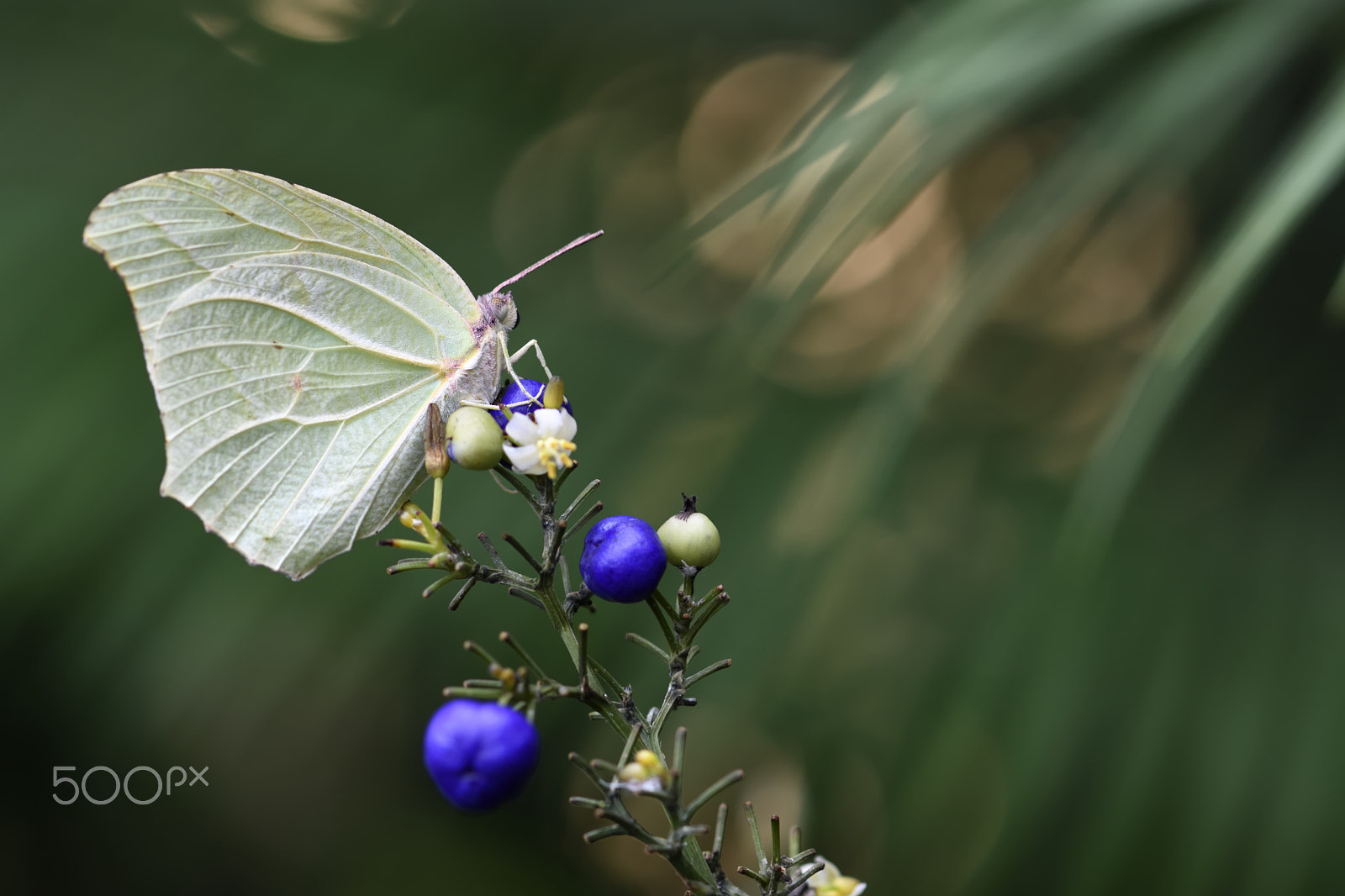 Nikon AF-S Micro-Nikkor 105mm F2.8G IF-ED VR sample photo. Catopsilia florella photography