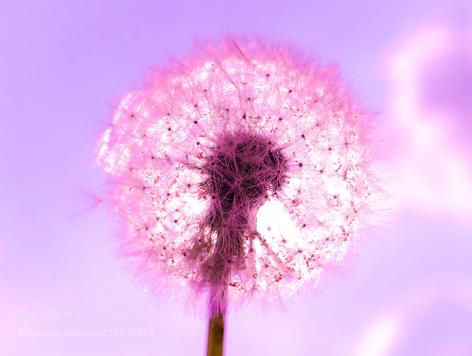 Sony Cyber-shot DSC-RX10 III sample photo. Purpel dandelion pole in photography