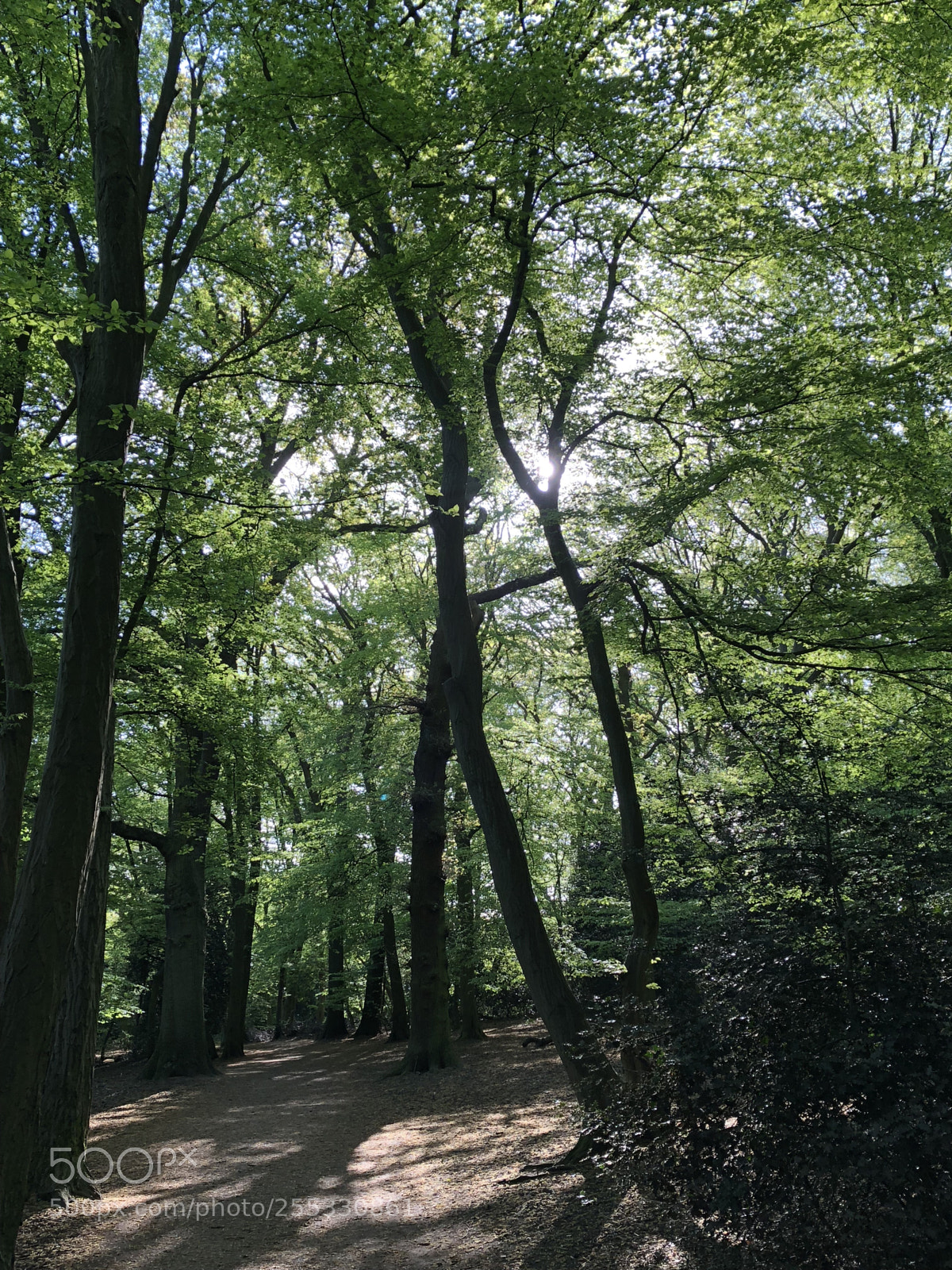 Apple iPhone 8 Plus sample photo. Sunrise in london's woods photography