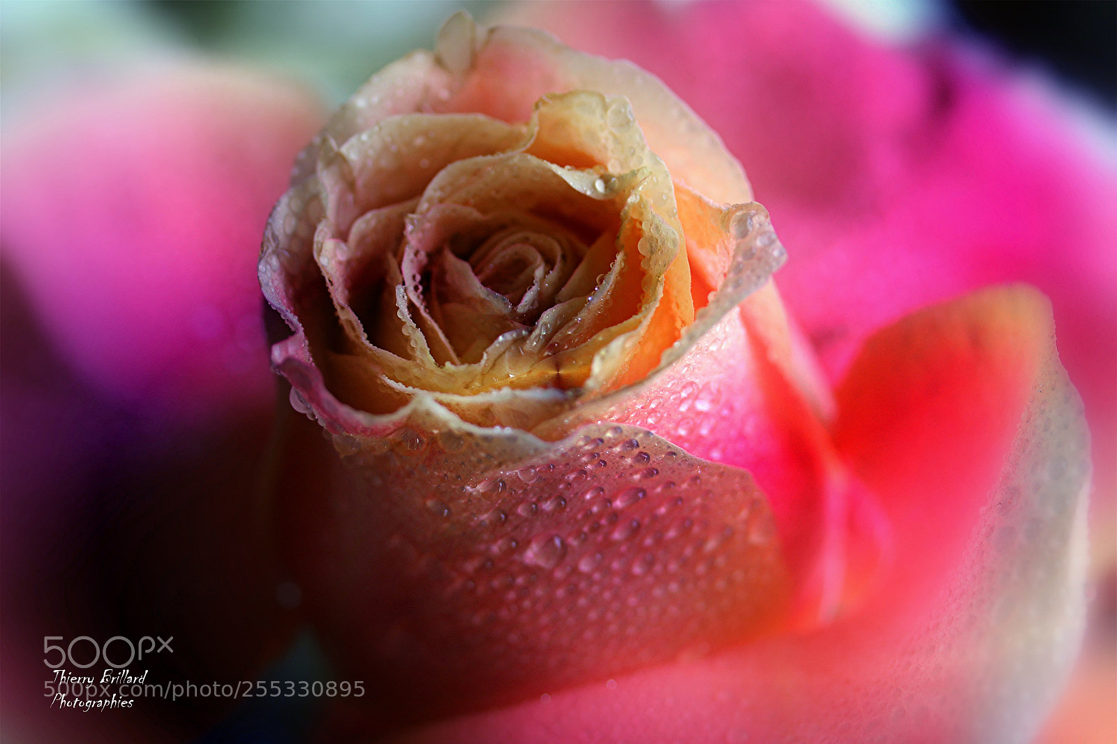 Canon EOS 600D (Rebel EOS T3i / EOS Kiss X5) sample photo. Beauté de rose photography