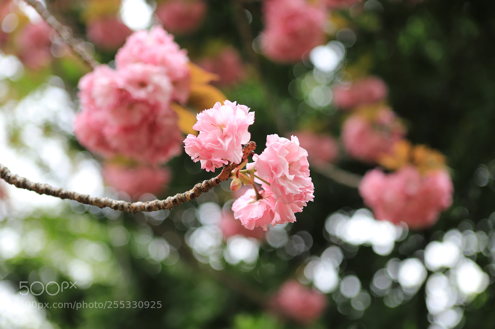 Canon EOS 6D Mark II sample photo. Showy photography