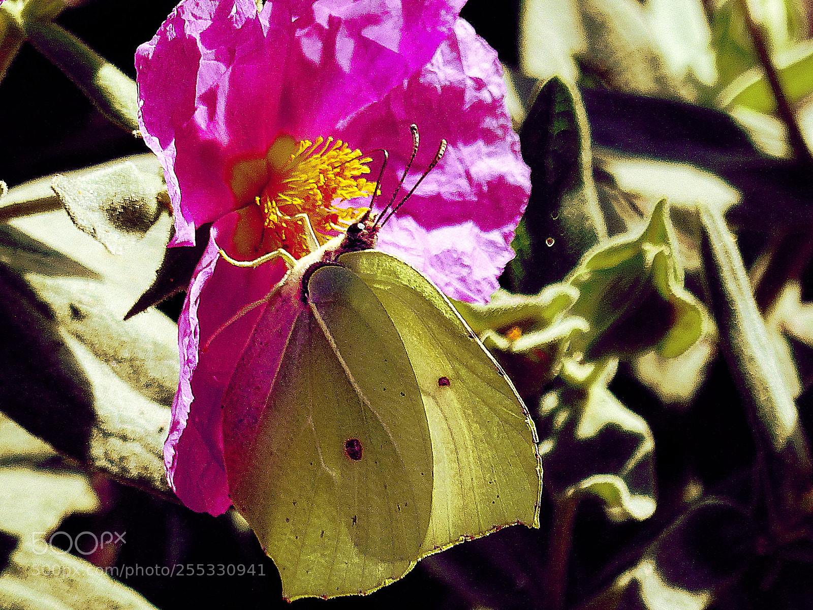Panasonic Lumix DMC-FZ200 sample photo. Cleopatra photography