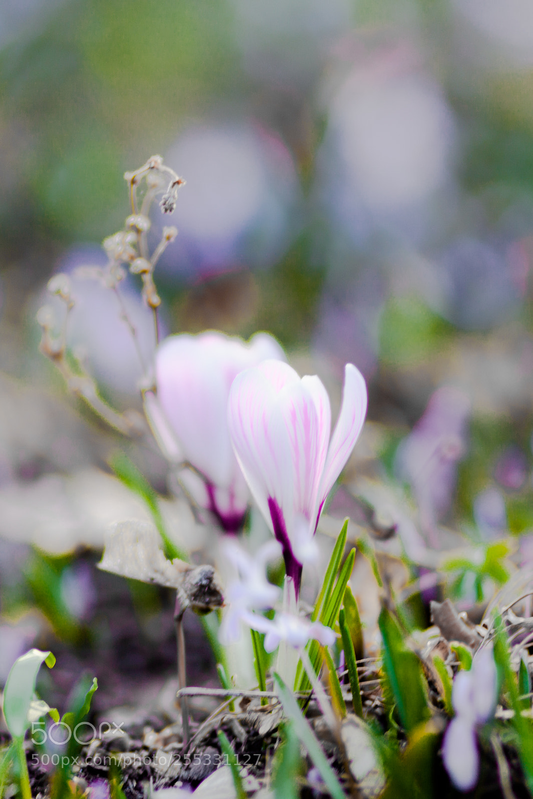 Canon EOS 5D Mark II sample photo. Spring flowers photography