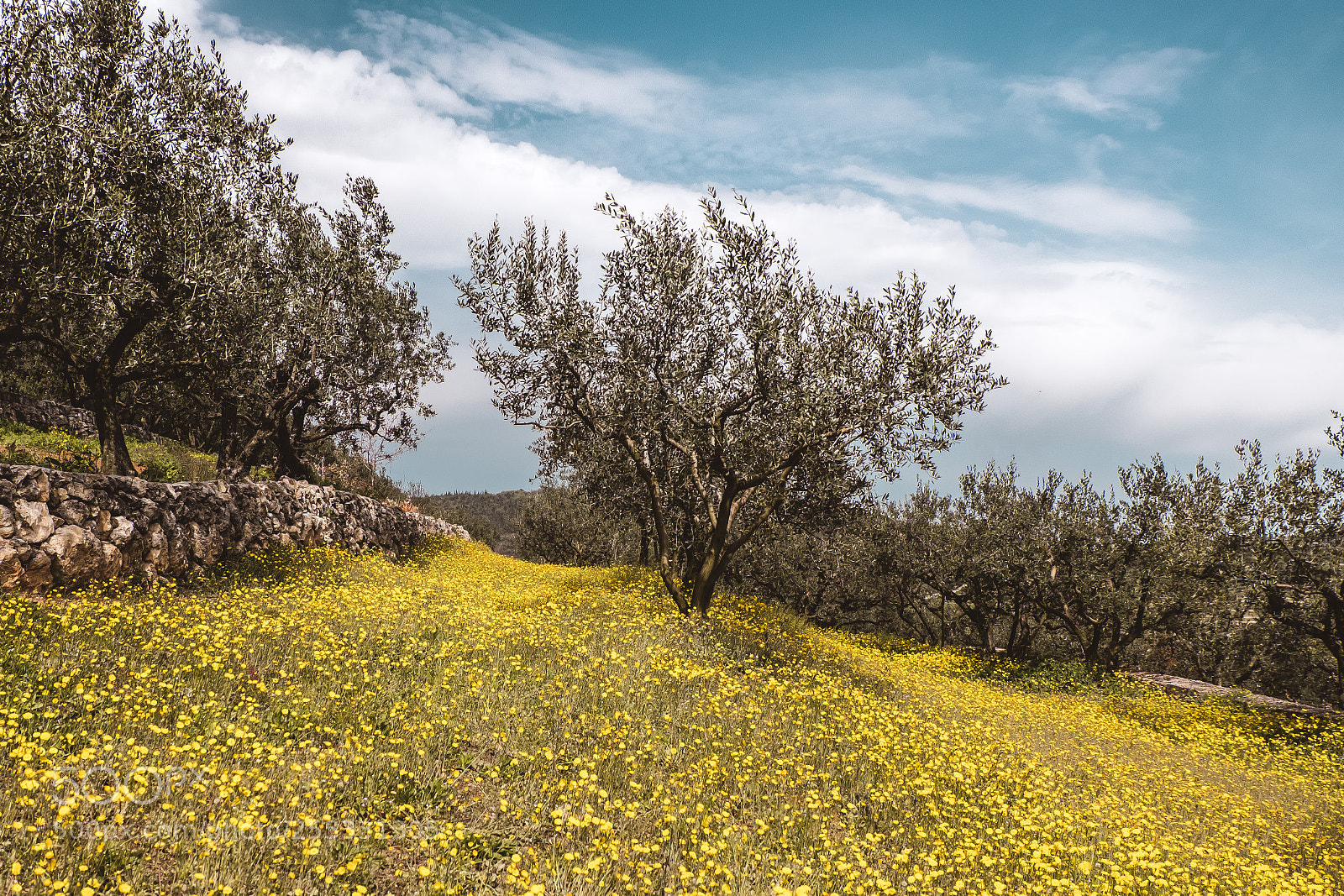Fujifilm X-T20 sample photo. Yellow field photography