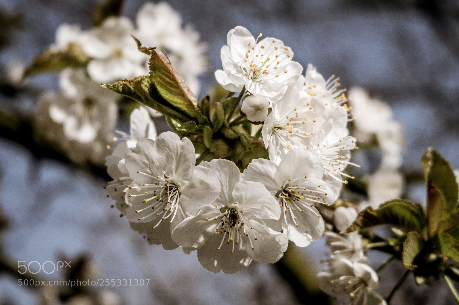 Fujifilm X-T20 sample photo. Cherry blossoms photography