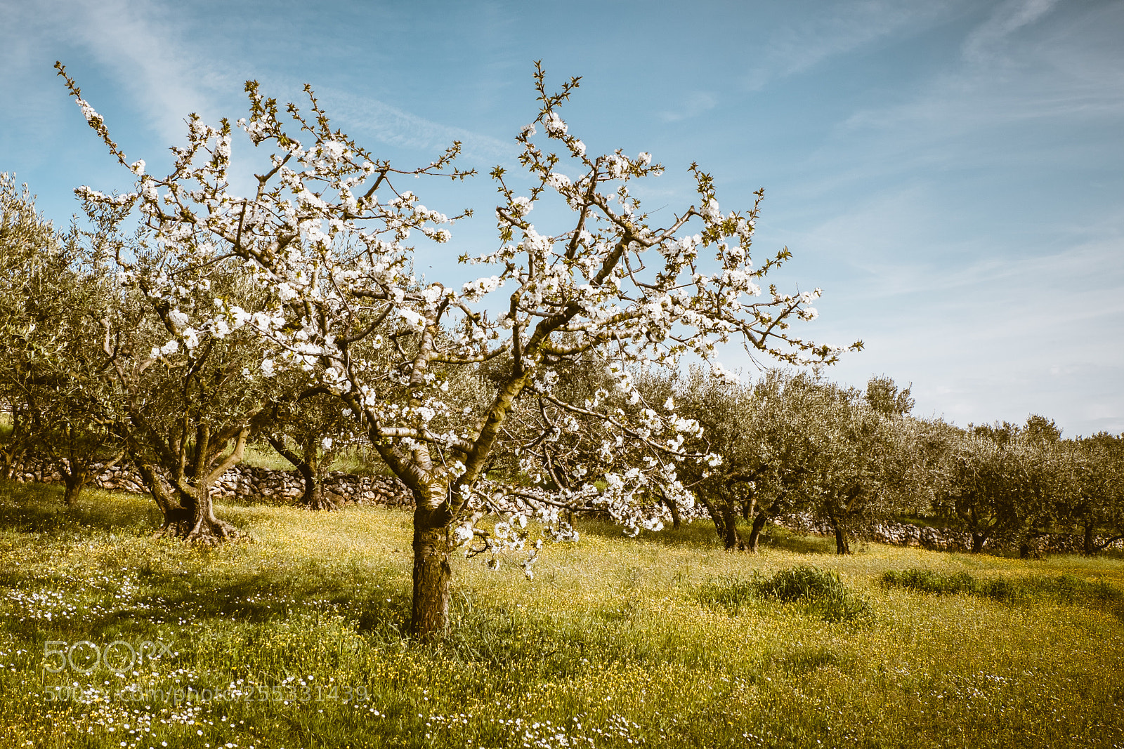Fujifilm X-T20 sample photo. Yellow field 2 photography
