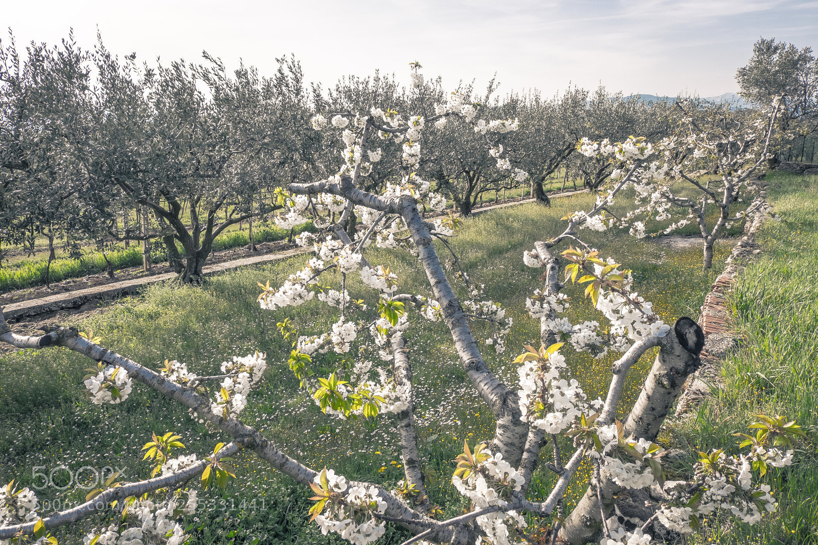 Fujifilm X-T20 sample photo. Cherries and olives photography