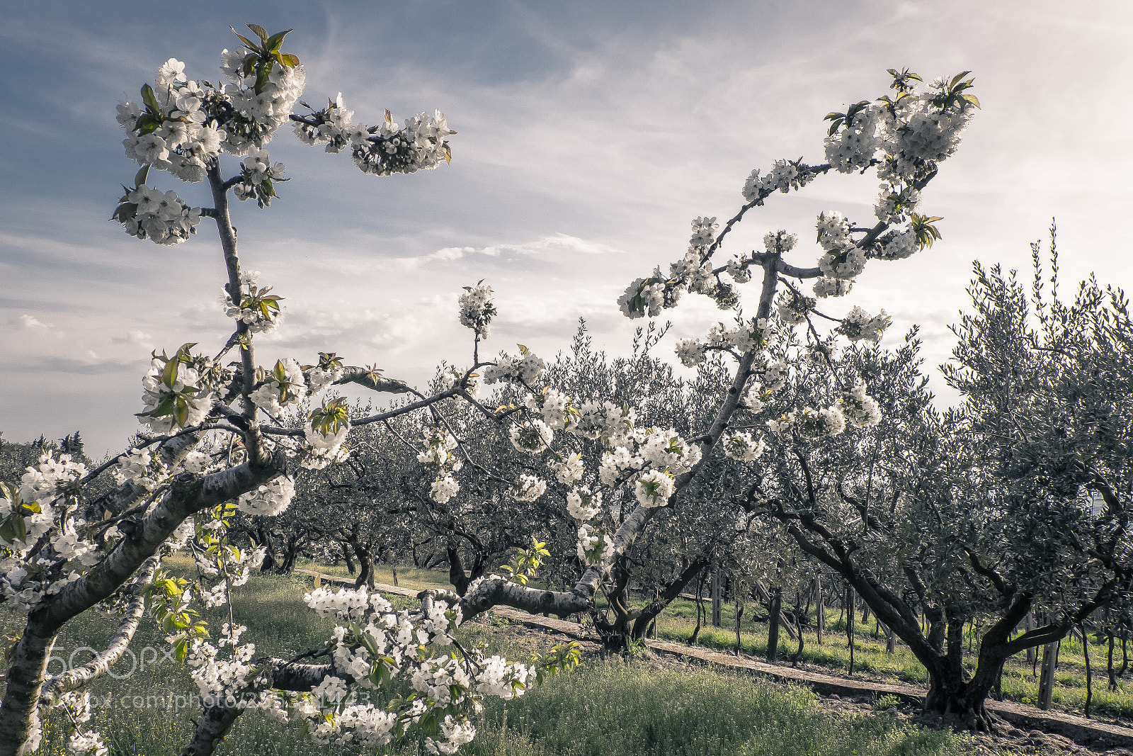 Fujifilm X-T20 sample photo. Cherry and olive trees photography