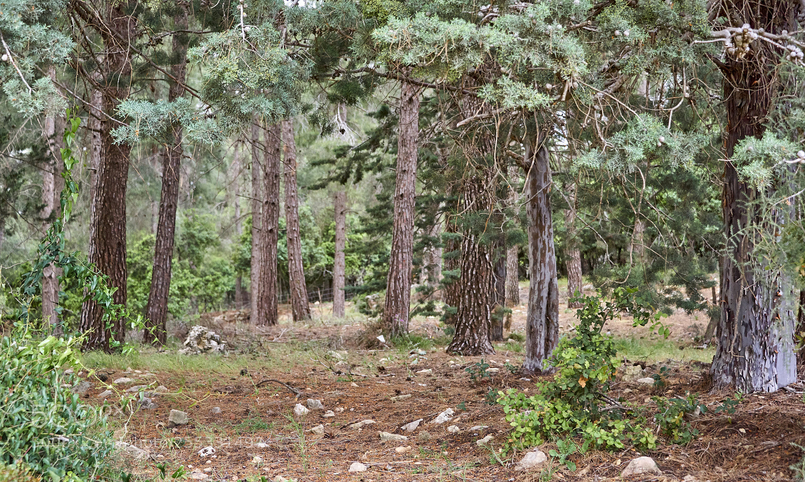 Nikon D810 sample photo. Forest photography