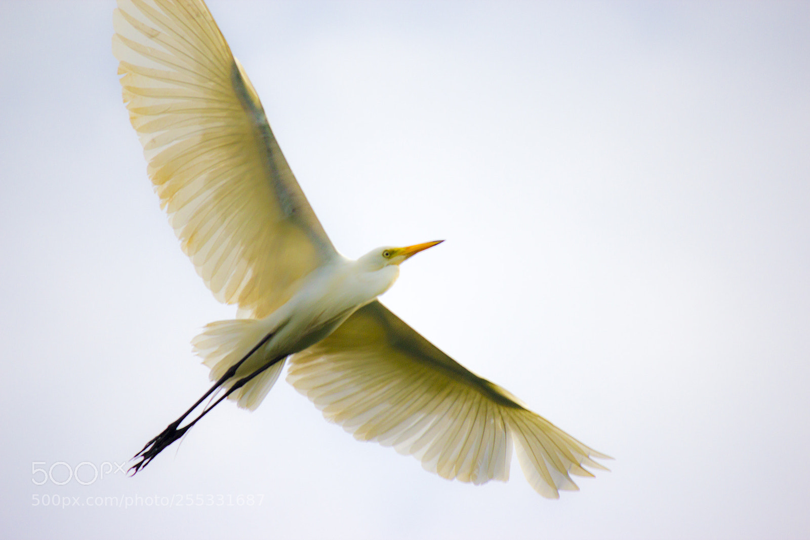 Canon EOS 600D (Rebel EOS T3i / EOS Kiss X5) sample photo. Spanning wings photography