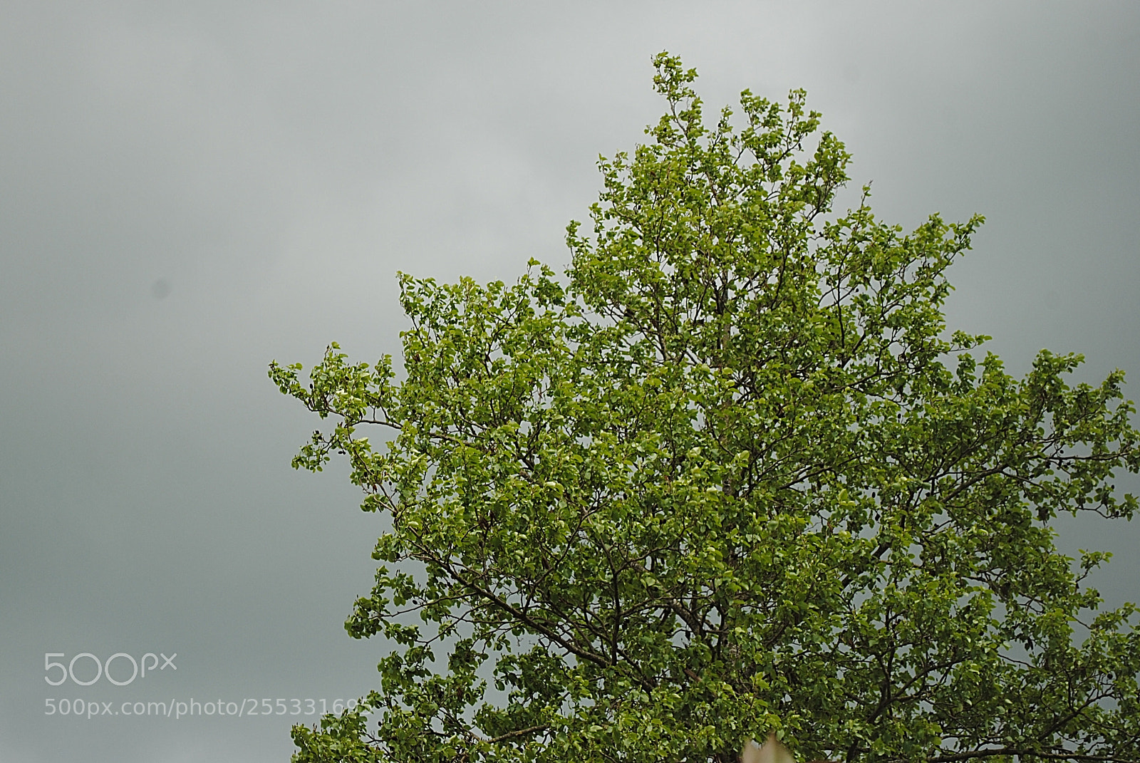 Nikon D3000 sample photo. Untitled photography