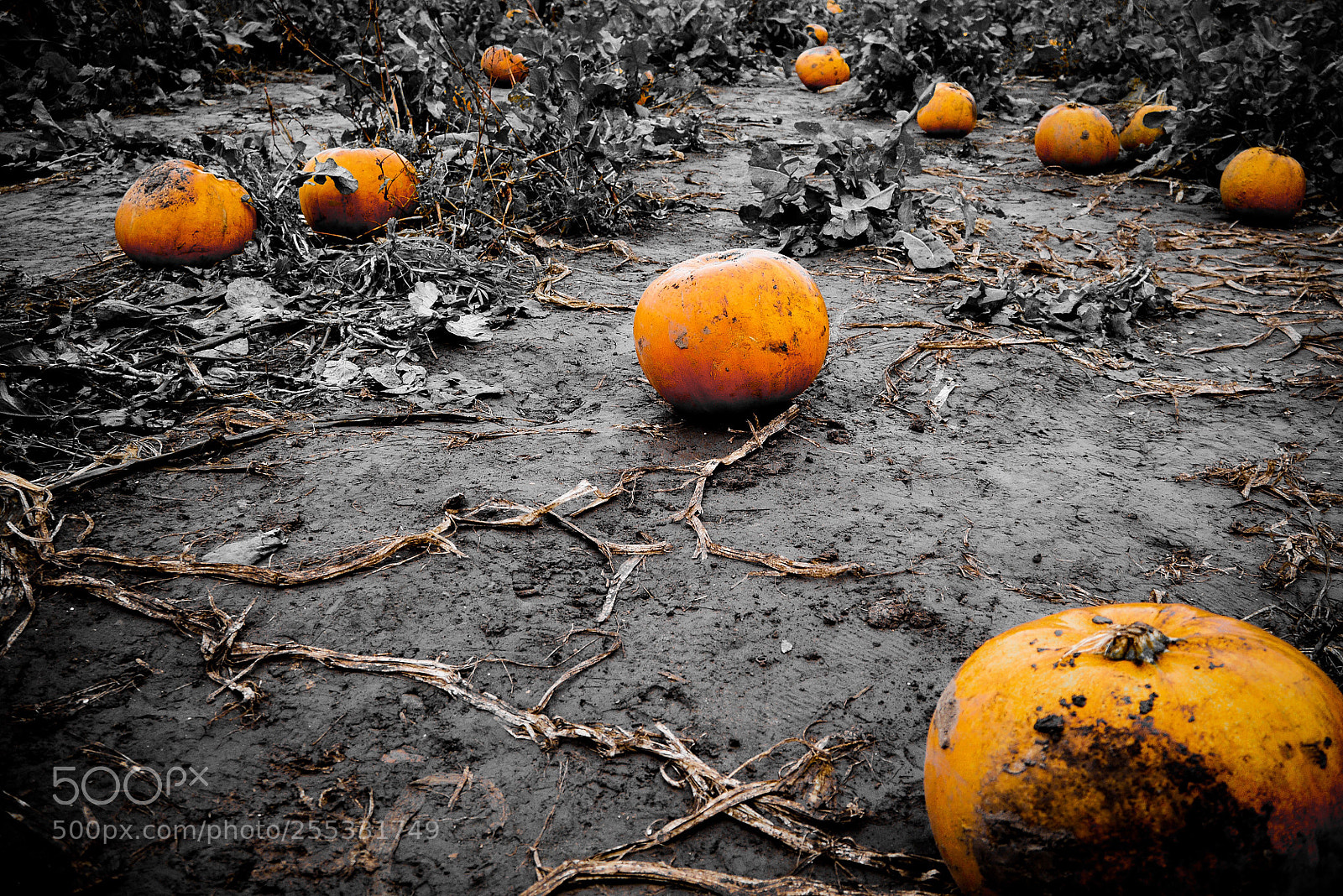 Panasonic Lumix DMC-GX7 sample photo. Night of the pumpkin  photography