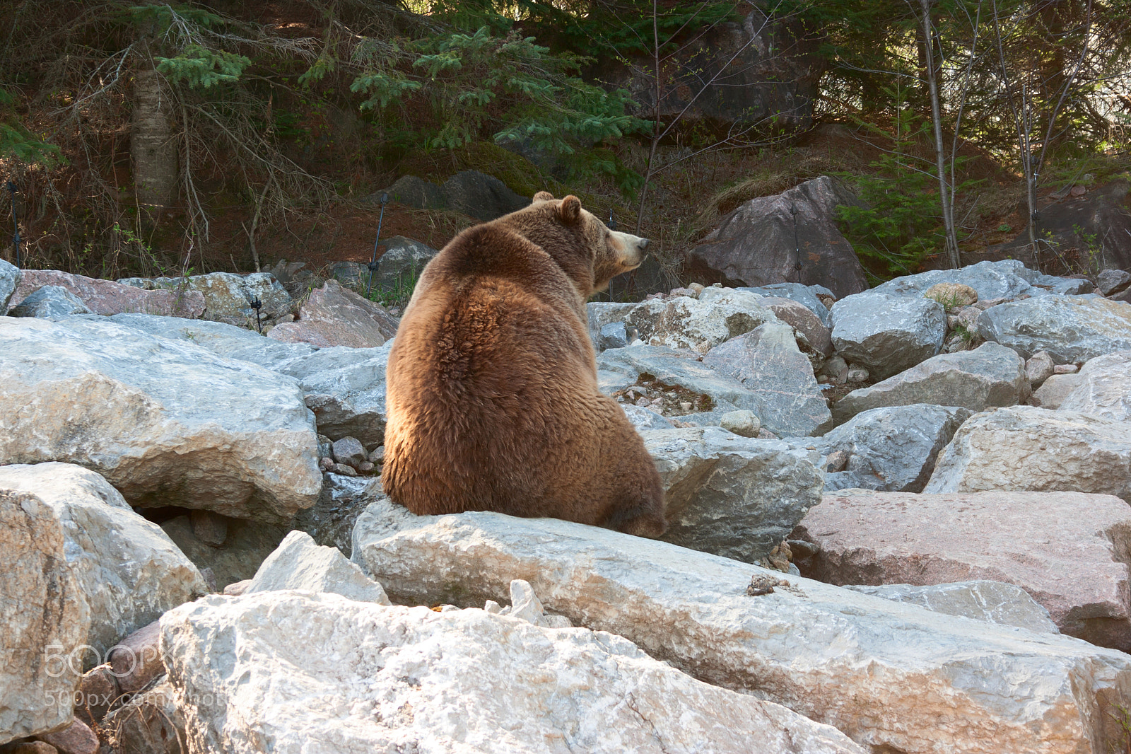 Canon EOS 400D (EOS Digital Rebel XTi / EOS Kiss Digital X) sample photo. Grizzly bear sitting on photography