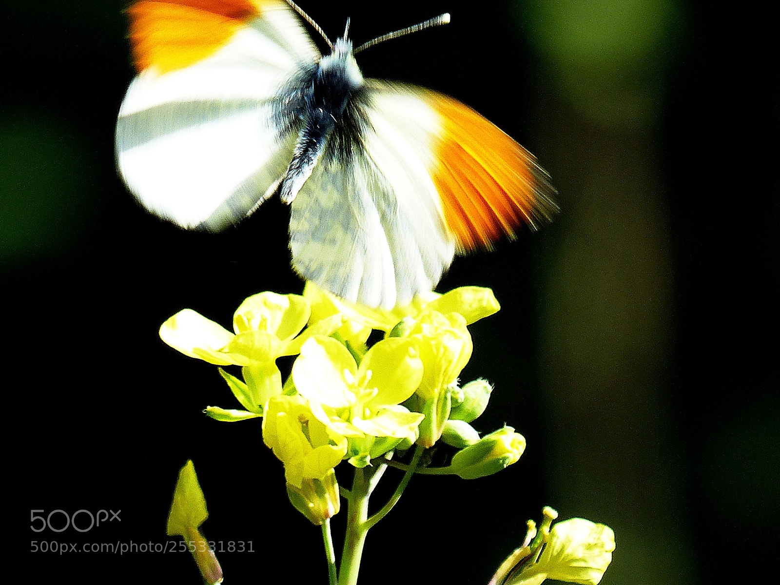 Panasonic Lumix DMC-FZ200 sample photo. Take off photography