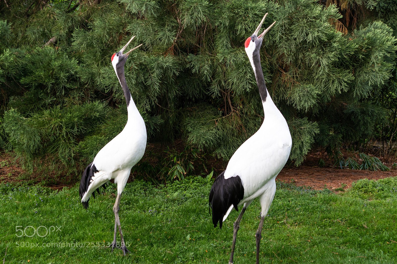 Canon EOS M50 (EOS Kiss M) sample photo. Frankfurt whooping crane in photography