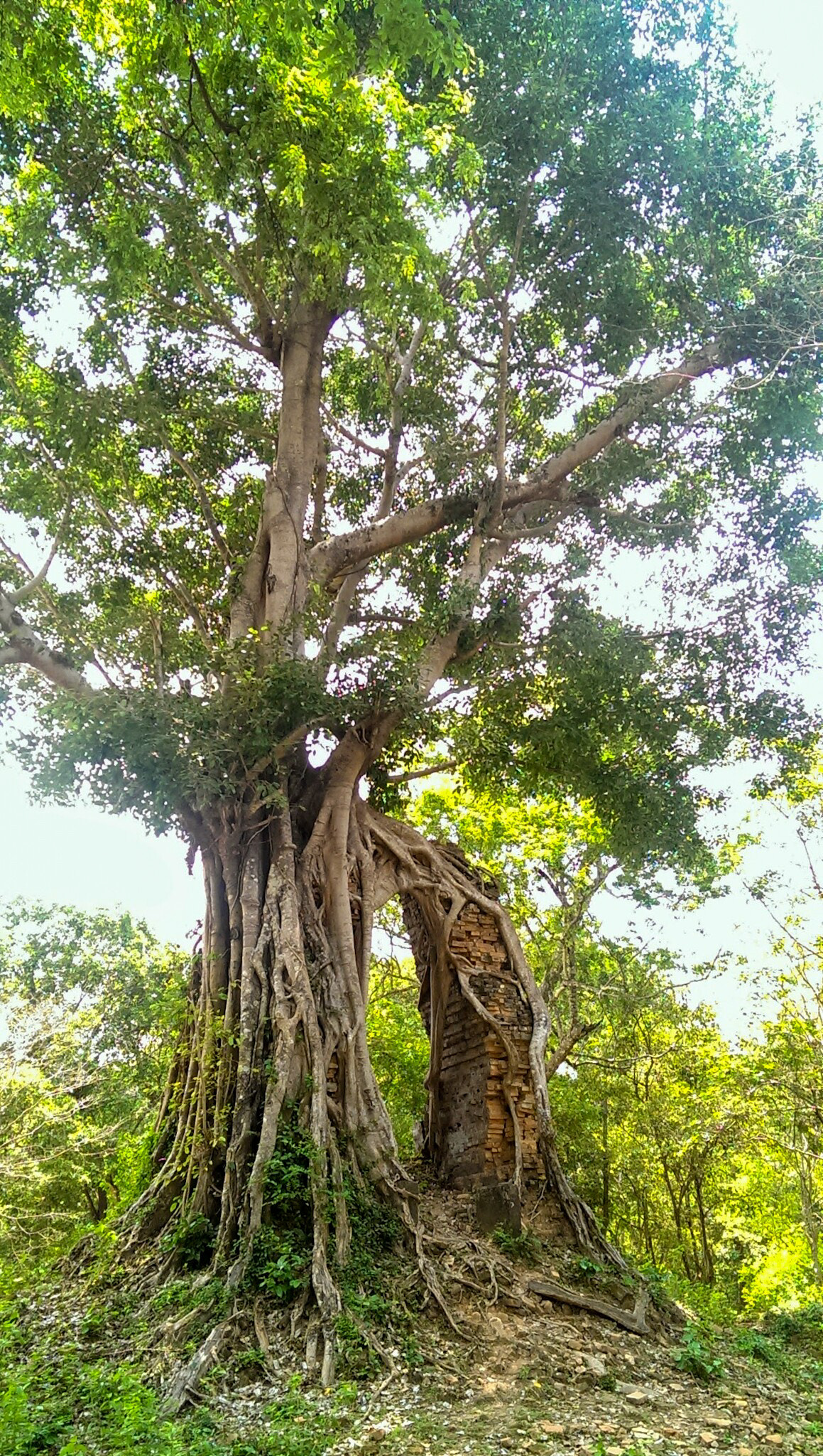 HTC ONE sample photo. Gate in jungle photography
