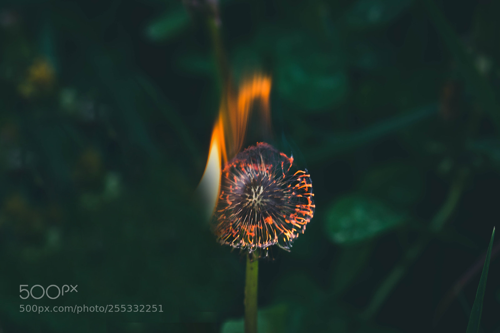 Nikon D7200 sample photo. 1001.jpg photography