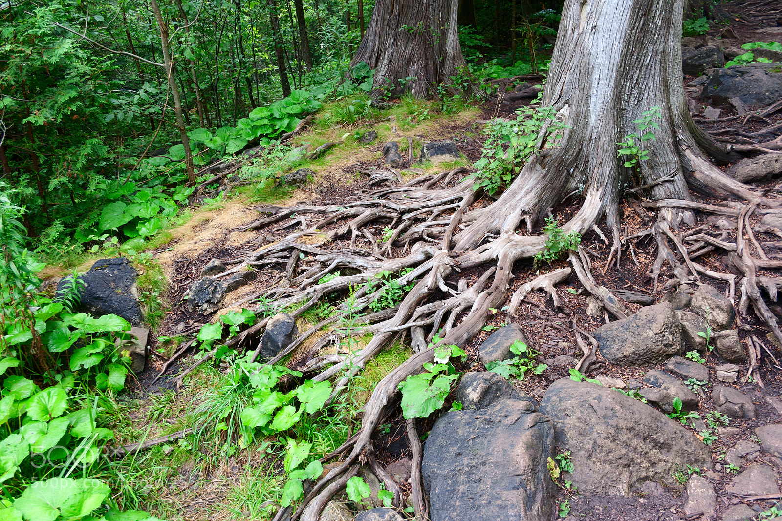 Canon EOS 400D (EOS Digital Rebel XTi / EOS Kiss Digital X) sample photo. Tree roots in forest photography